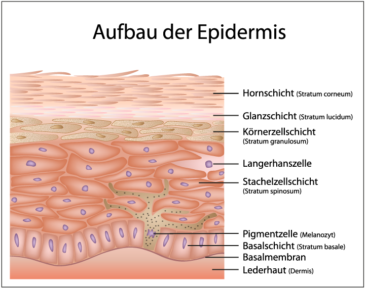 Grafischer Aufbau der Epidermis